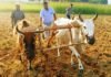 चित्रकूट उप कृषि निदेशक ने स्वयं हल चलाकर दिया खेती का संदेश, मानिकपुर में किसानों को किया जागरूक