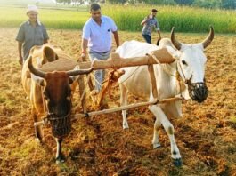 चित्रकूट उप कृषि निदेशक ने स्वयं हल चलाकर दिया खेती का संदेश, मानिकपुर में किसानों को किया जागरूक