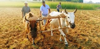चित्रकूट उप कृषि निदेशक ने स्वयं हल चलाकर दिया खेती का संदेश, मानिकपुर में किसानों को किया जागरूक